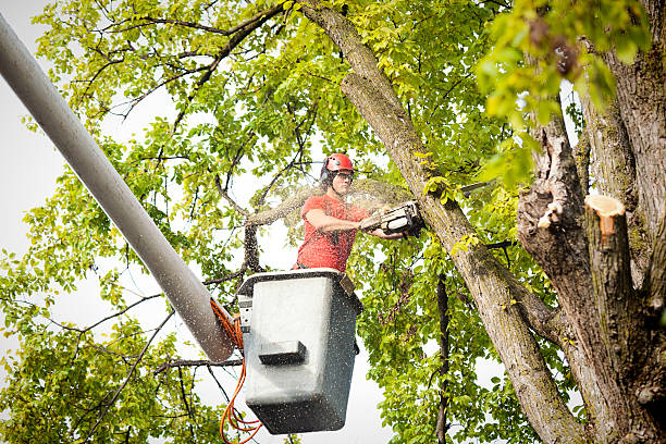 Professional  Tree Services in Shasta Lake, CA