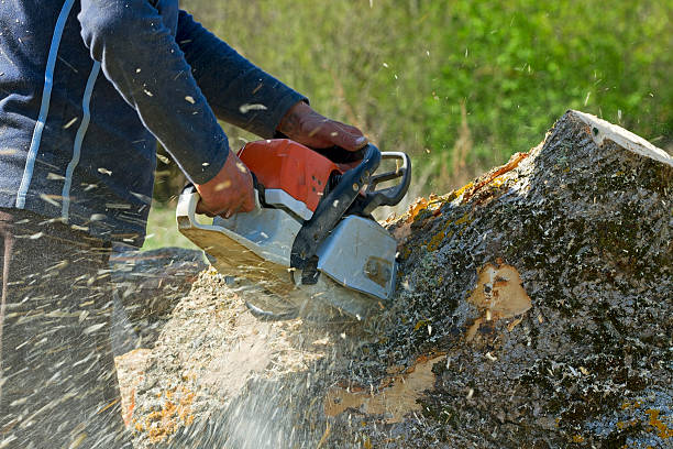 Why Choose Our Tree Removal Services in Shasta Lake, CA?