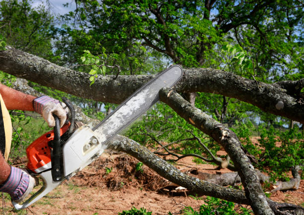 Seasonal Cleanup (Spring/Fall) in Shasta Lake, CA